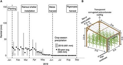 Maize-Pigeonpea Intercropping Outperforms Monocultures Under Drought